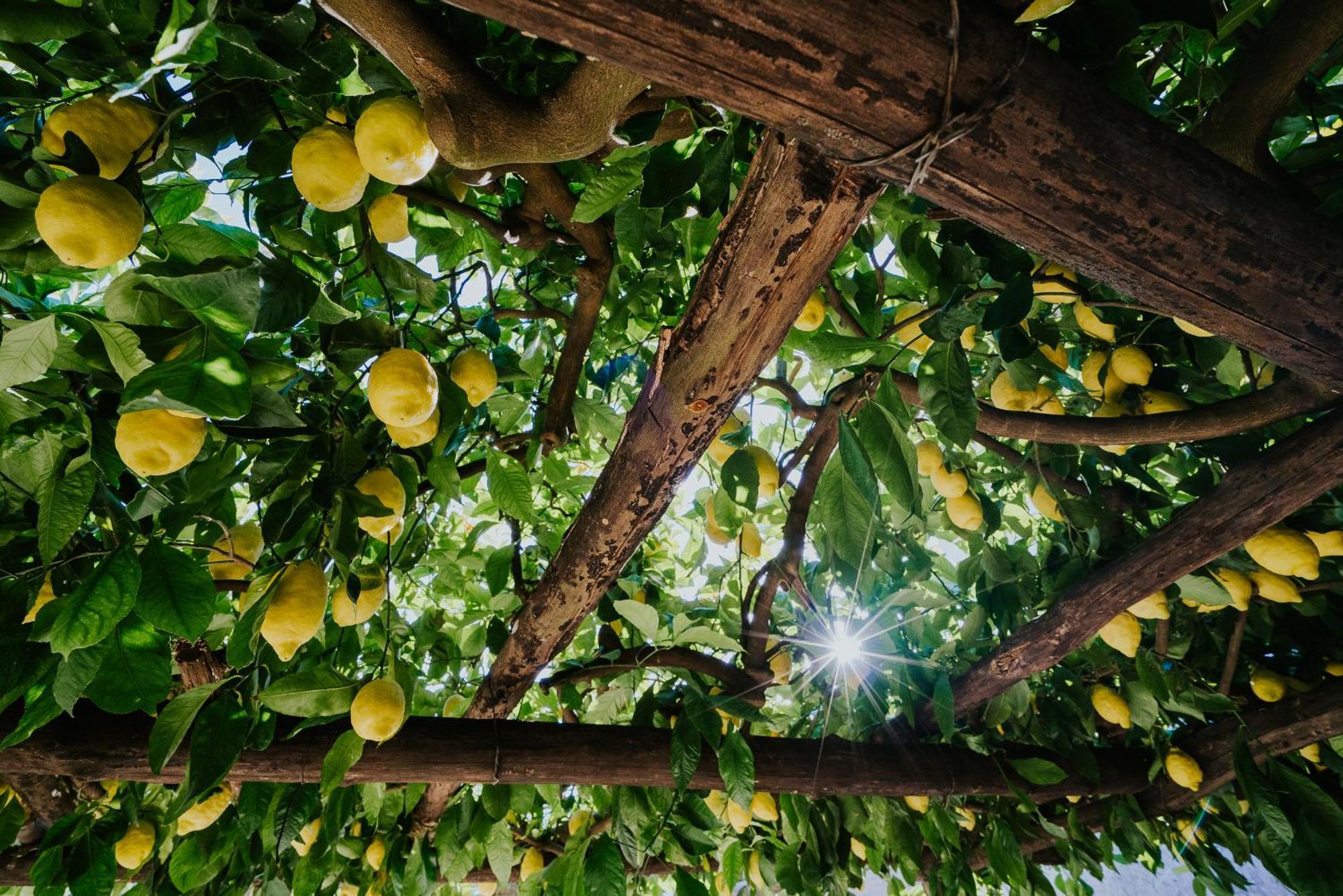 Il Giardino Dei Limoni Apartment Polvica Екстериор снимка